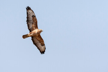 Steppebuizerd, Steppe Buzzard, Buteo buteo vulpinus