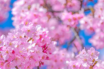 【初春・早咲き桜】河津桜