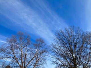 trees in winter with blue sky