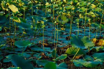 Water Lily leaf on river side