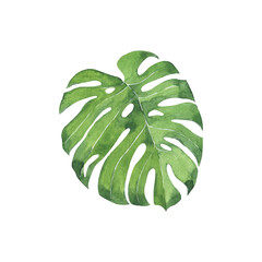 Fresh green monstera leaf.Hand drawn watercolor illustration. - 419388681