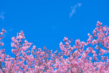 【初春・早咲き桜】河津桜