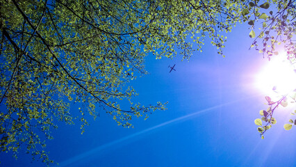 blue sky, the tree and a plane