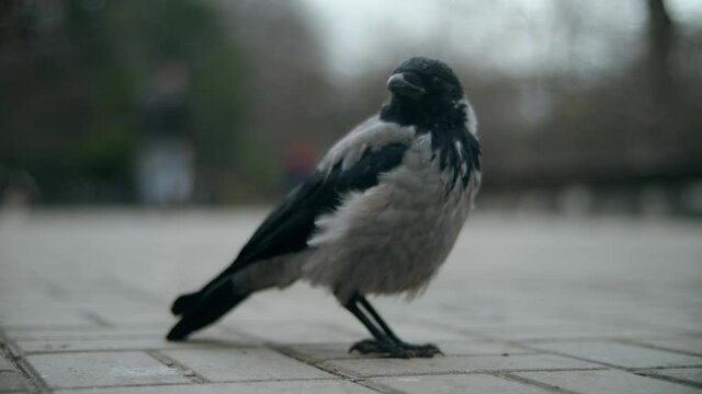 A hooded crow stands on the sidewalk in the middle of the park. Urban bird is a vector of infections. Animals in an urban environment. The bird looks around apprehensively. Injured animal. 