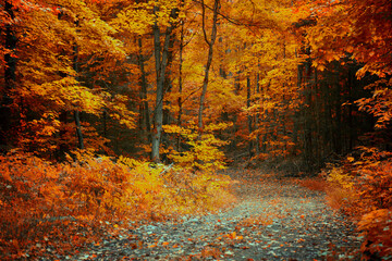 Naklejka premium Golden colours of Muskoka, Ontario, Canada; a road trip to Ontario's one of the best cottage sides. Vibrant warm Fall colours juxtaposing a rainy cool day. 