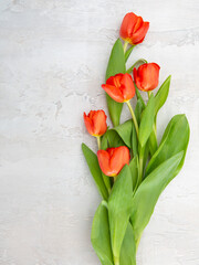 Delicate tulips on a light gray concrete background. Spring flowers. Congratulations on the holiday.