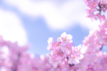 【初春・早咲き桜】河津桜