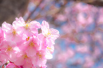 【初春・早咲き桜】河津桜