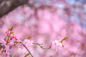 【初春・早咲き桜】河津桜