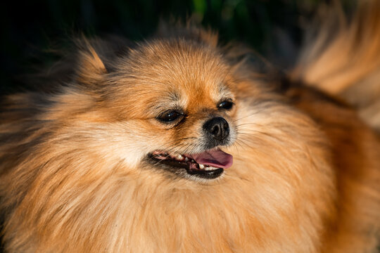 portrait cute red pomeranian . Sunny day, the dog smiles