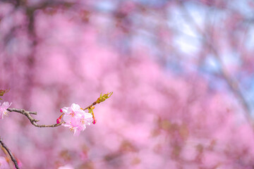 【初春・早咲き桜】河津桜