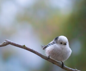 long-taled tit