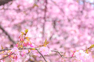 【初春・早咲き桜】河津桜