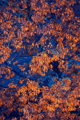 Golden colours of Muskoka, Ontario, Canada; a road trip to Ontario's one of the best cottage sides. Vibrant warm Fall colours juxtaposing a rainy cool day. 