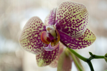 Close-up of a white-pink orchid. Blurred background and orchid flower.