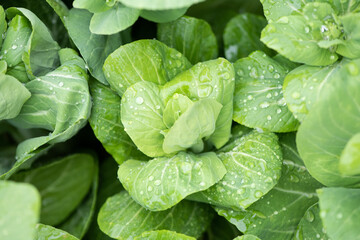 Fresh organic green vegetables grown