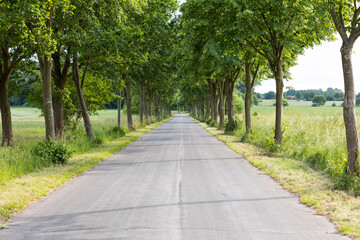 Fototapeta na wymiar asphaltierter Feldweg zwischen Feldern in Niedersachsen