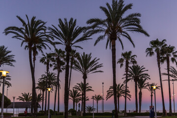 Fototapeta na wymiar palm trees at sunset near the beach