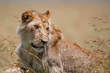 Young and very skinny lion male looking over the plains  in the Masai Mara National Park in Kenya