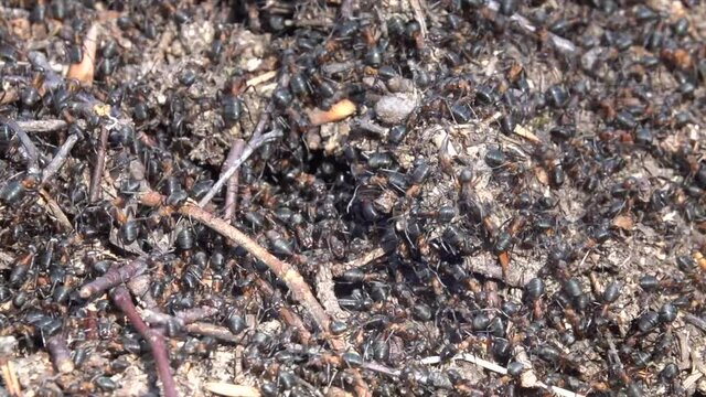 Waldameisen in den ersten Vorfr&uuml;hlingstagen
