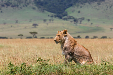 Fototapeta na wymiar Young and very skinny lion male looking over the plains in the Masai Mara National Park in Kenya