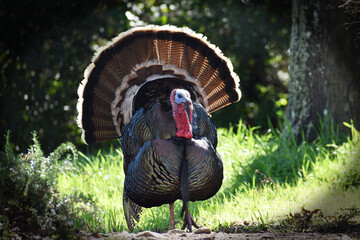 Beautiful Wild Male Turkey Portrait  In Early March In Northern California 