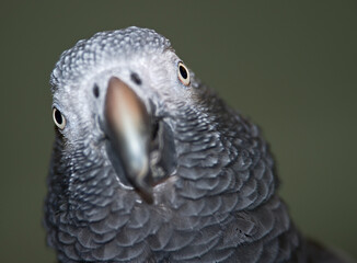 up-close with an African grey parrot © Nina