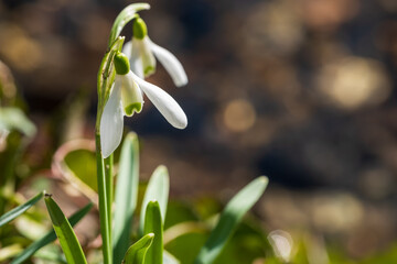 Blooming snowdrops in the backlight in the spa gardens of Wiesbaden / Germany on a sunny spring day