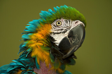 Portrait of a Blue and Gold Macaw