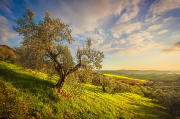 Fototapeta na wymiar Maremma countryside panorama and olive trees. Casale Marittimo, Pisa, Tuscany Italy