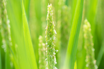 close up of rice flower in the field