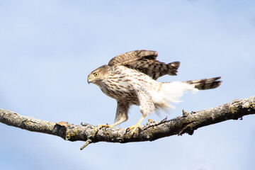 Ruffled Northern Harrier
