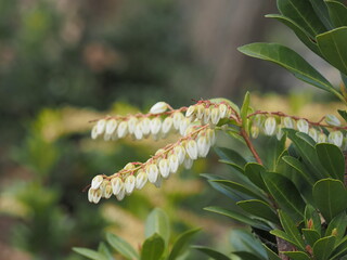 美しい白いアセビ