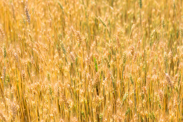 golden wheat field in summer