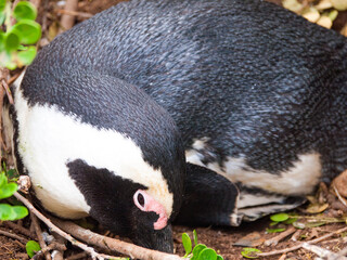 Sleeping penguin nesting an egg