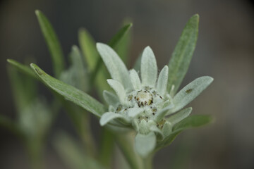 Nahaufnahme eines Edelweißes 