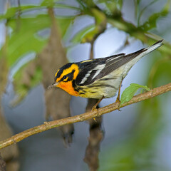 Blackburnian Warbler