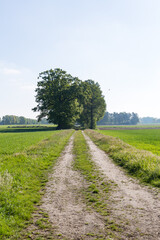 Feldweg mit Wiesen und Feldgehölz