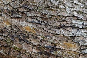 Obraz premium bark of a tree