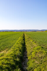 Fototapeta na wymiar Graben zur Entwässerung von Feldern in der Landwirtschaft