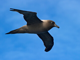 Light-mantled Sooty Albatross