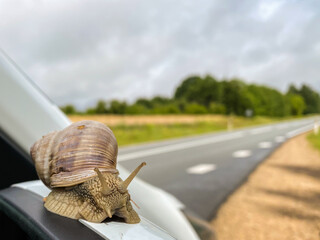 snail close - up in summer. The snail sits on the car mirror.