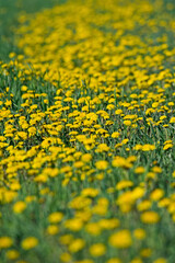 Fototapeta premium Dandelion burst