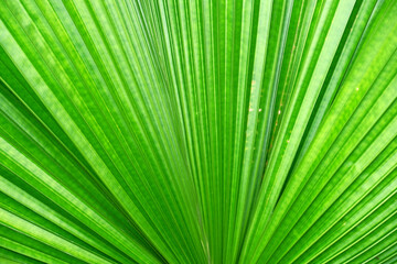 Background palm leaf. Close up detail Palm leaf texture