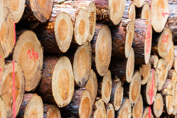 Im Wald liegen gesägte Holzstämme gestapelt und zum Verkauf bereit