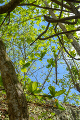 Fototapeta premium green leaves in the forest