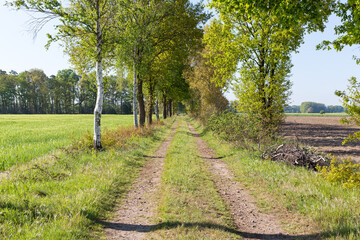 Weg auf dem Land entlang von Feldern und Wäldern