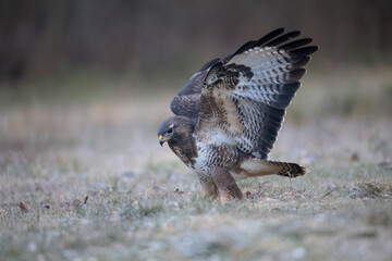 Buse variable Buteo buteo écartant les ailes