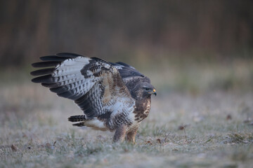 Buse variable Buteo buteo écartant les ailes