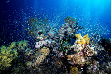 Fototapeta na wymiar Sinai Reef 